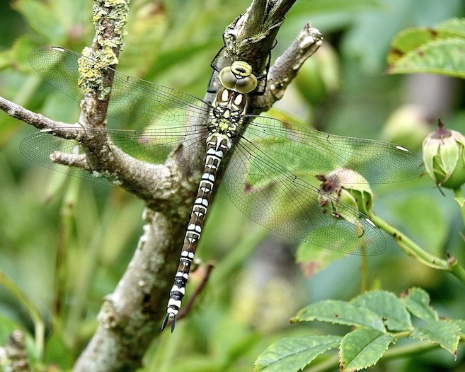 southern hawker